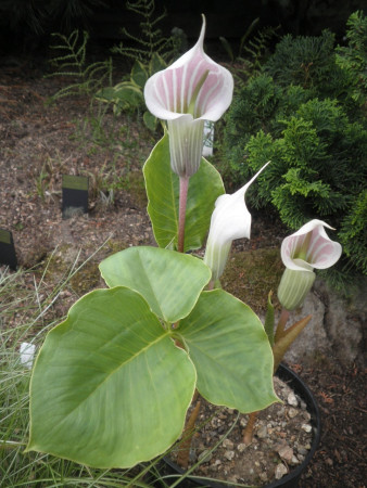 Arisaema candidissimum